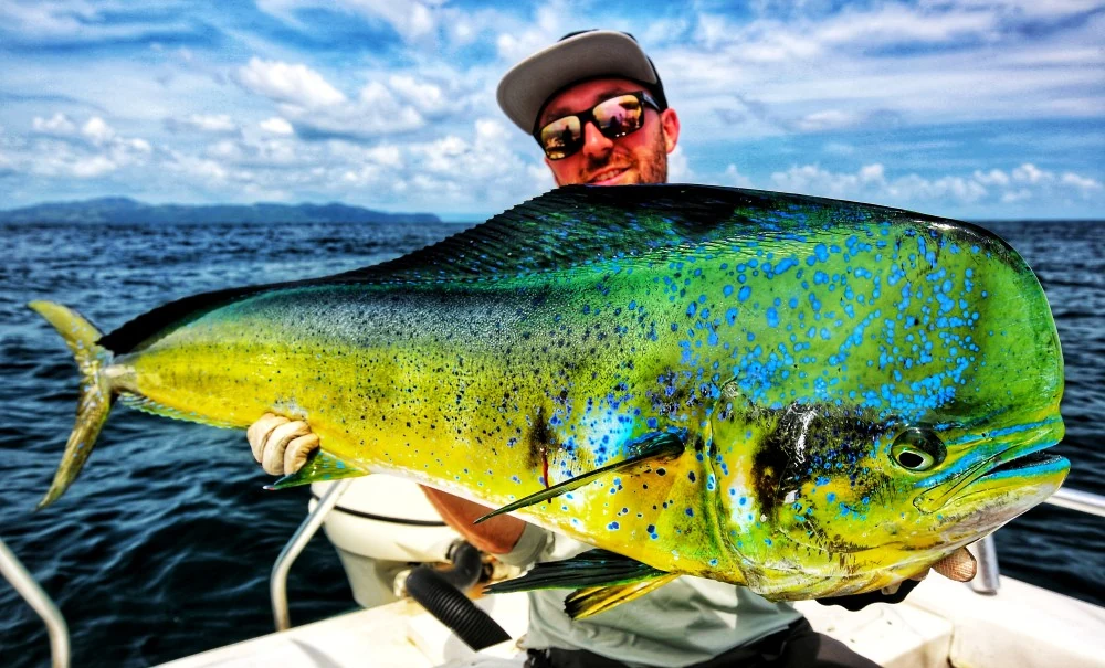 Dorado klein