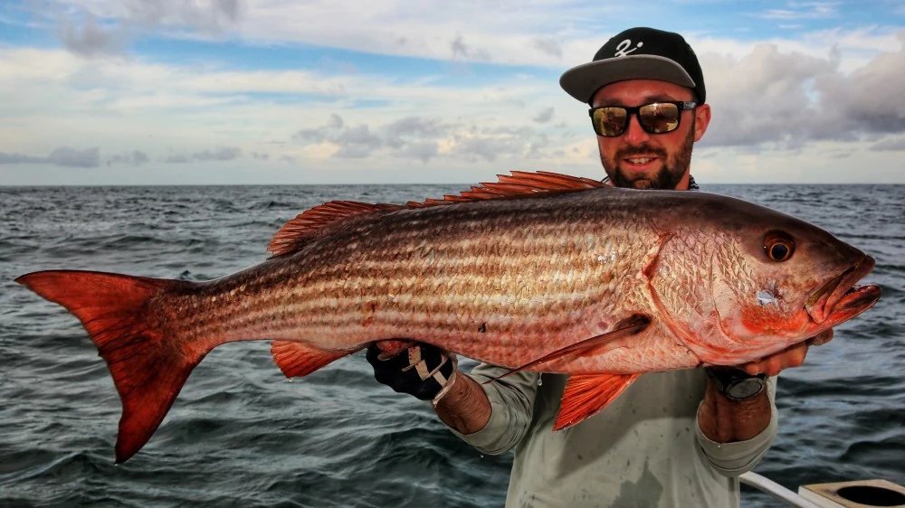 Mullet Snapper klein