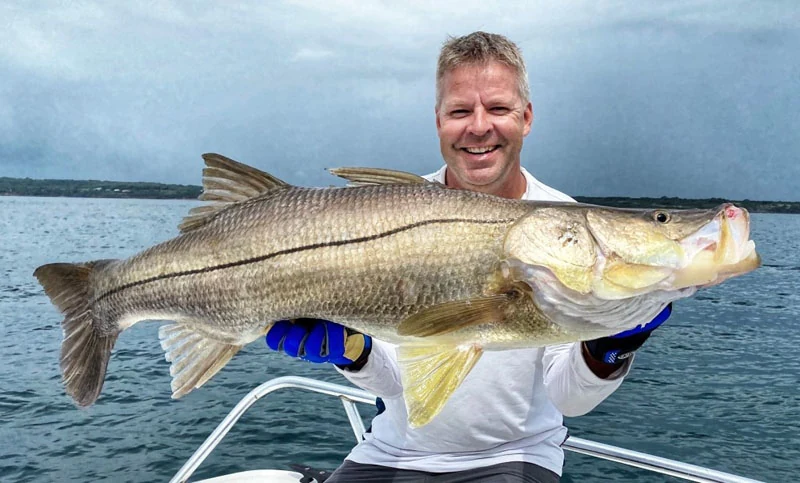 Snook