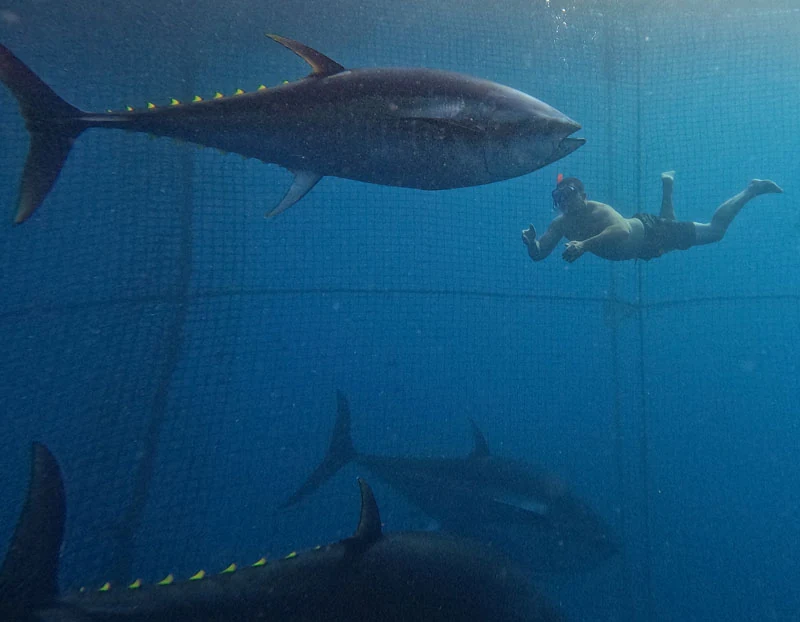 Tuna Tour 2