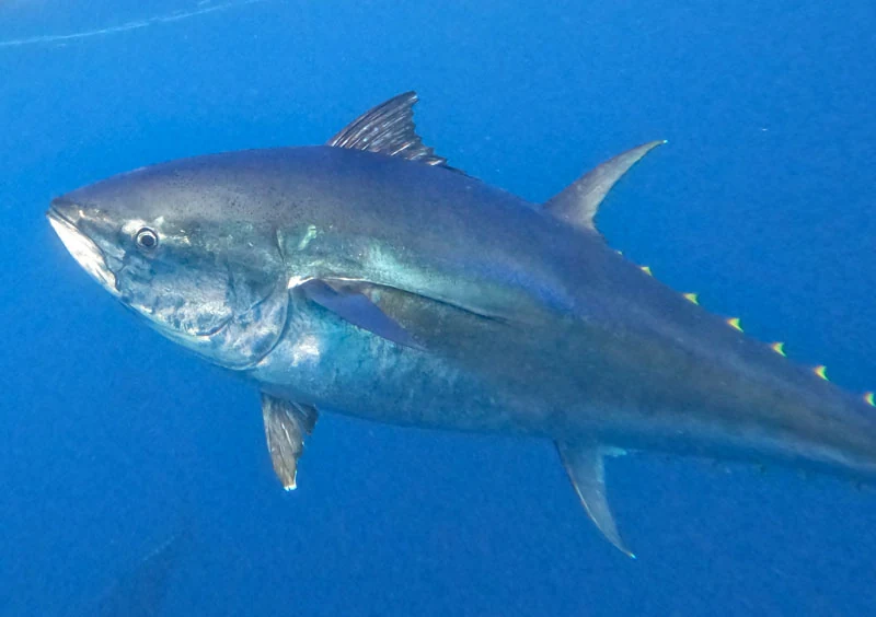 Tuna Tour 3