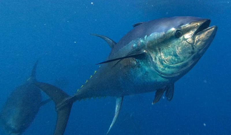 Tuna Tour 5