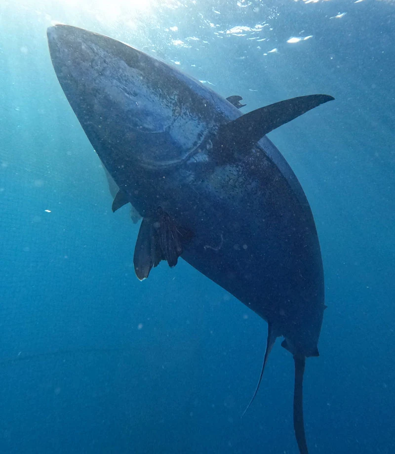 Tuna Tour 6
