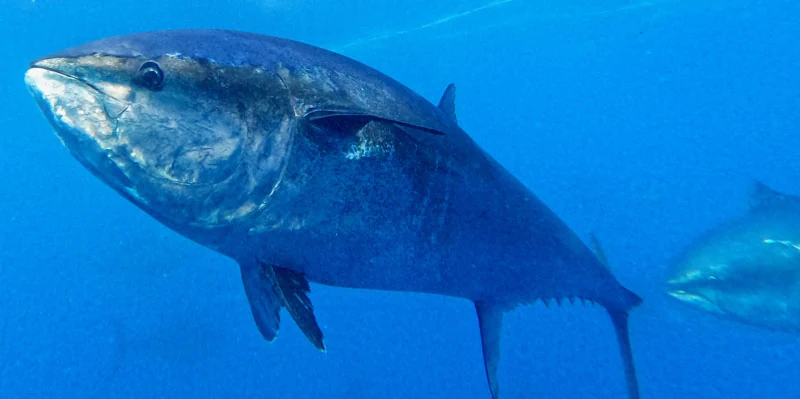 Tuna Tour