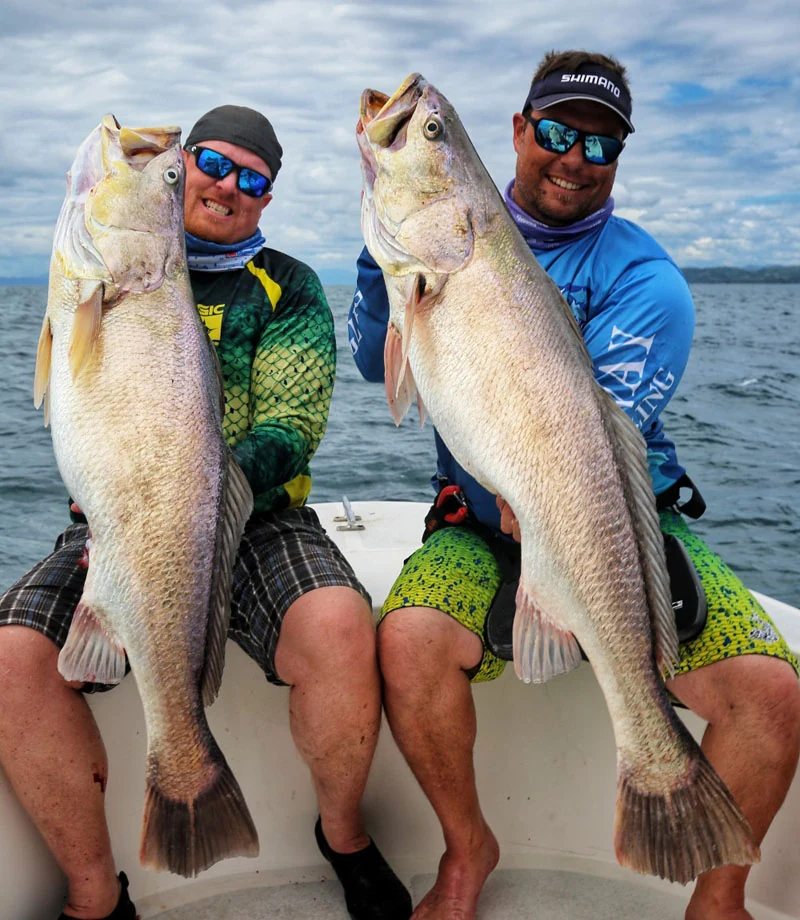corvina double