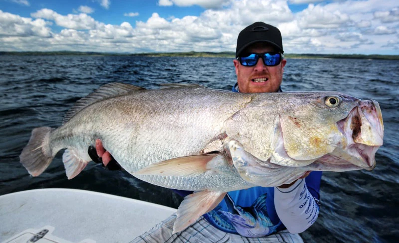 corvina