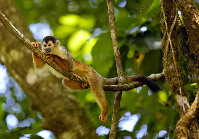 Costa Rica Affe