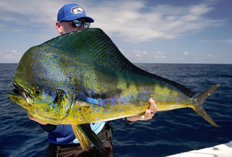 Costa Rica Mahi2