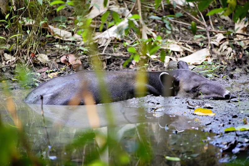 Costa Rica Tapir