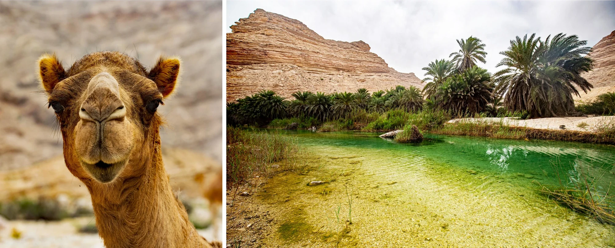 Oman camel wadi 3200 kollage web 14 scaled fishing trip oman