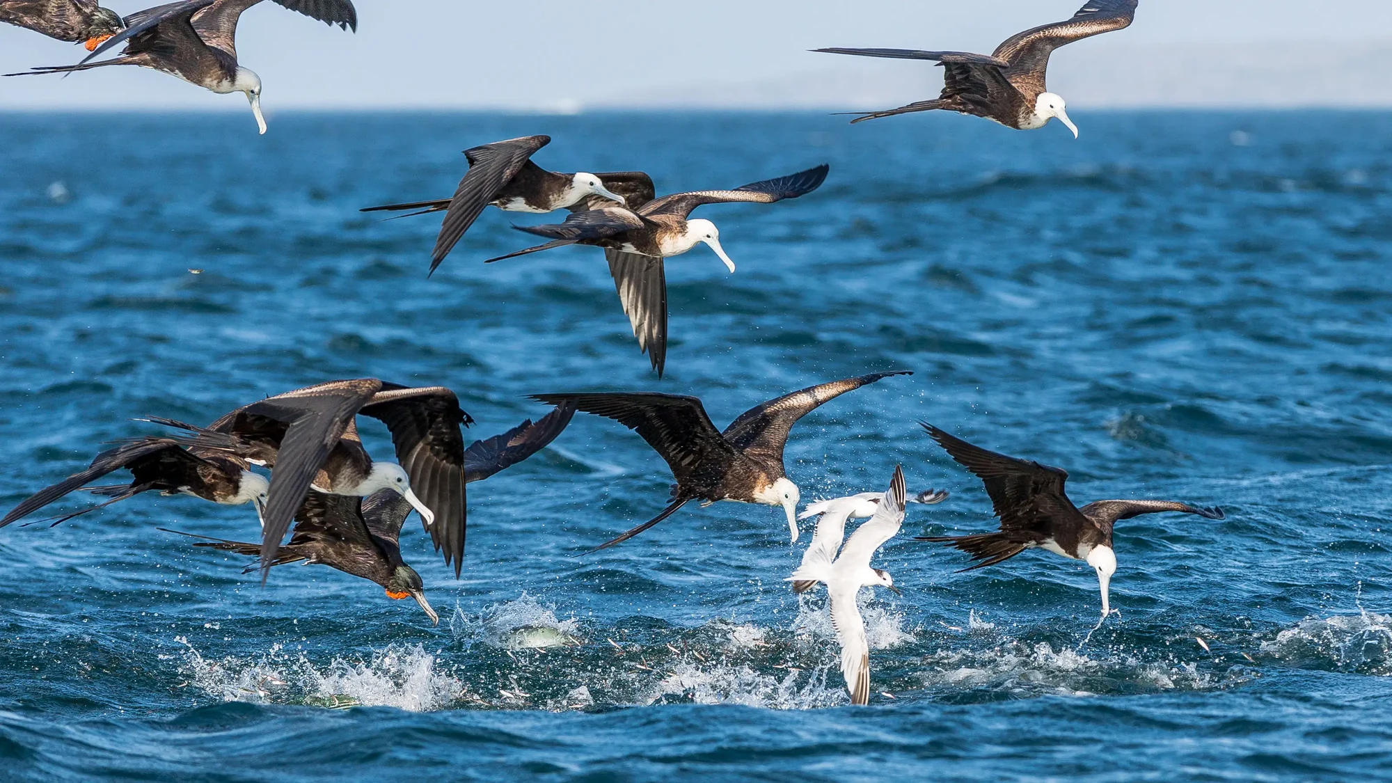 Panama Birds feeding 3200 web scaled fishing trip panama