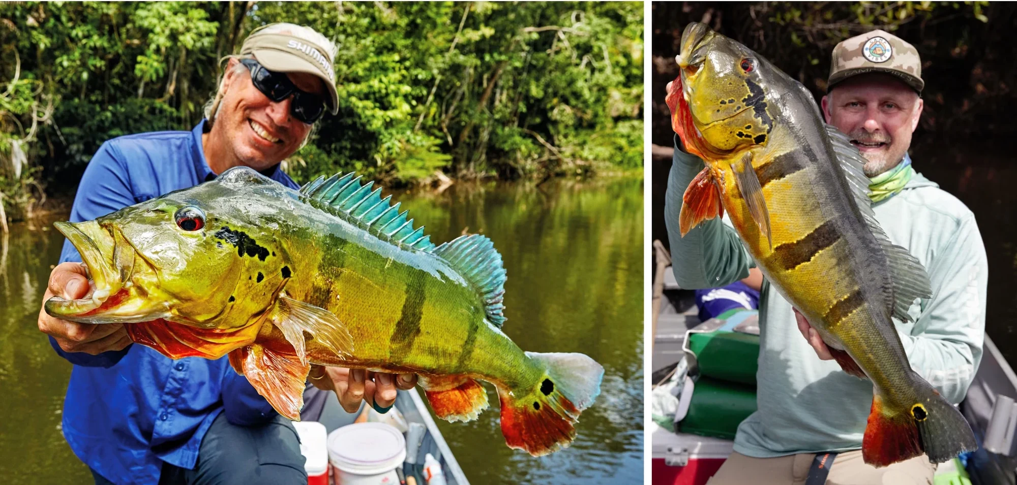 rio negro big peacock collage 17 scaled brazil fishing trips,brazil fishing trip,brazil amazon fishing trips