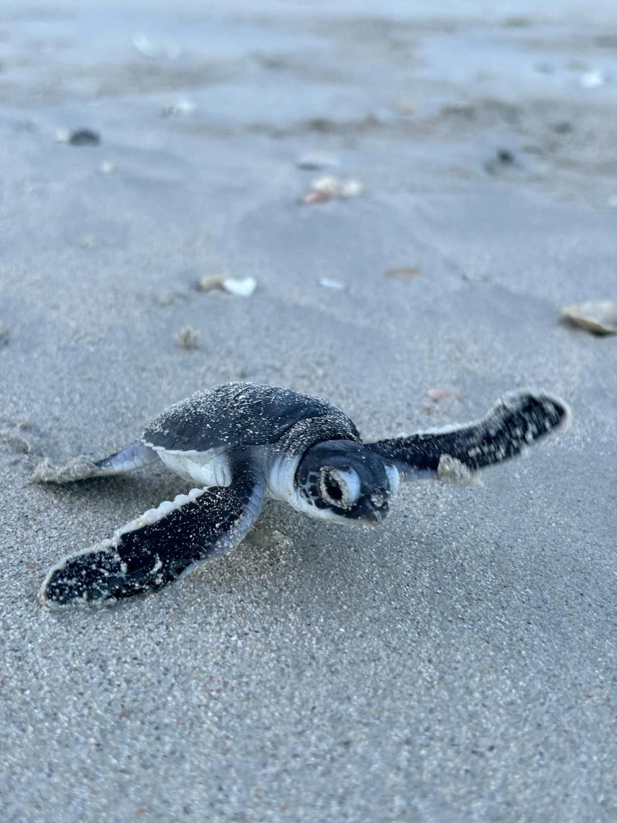 Madagaskar Turtles 1