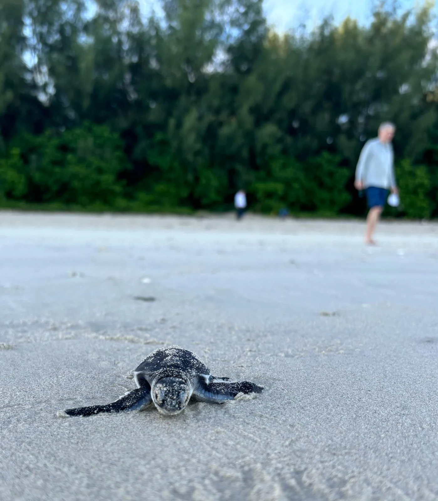Madagaskar Turtles 2