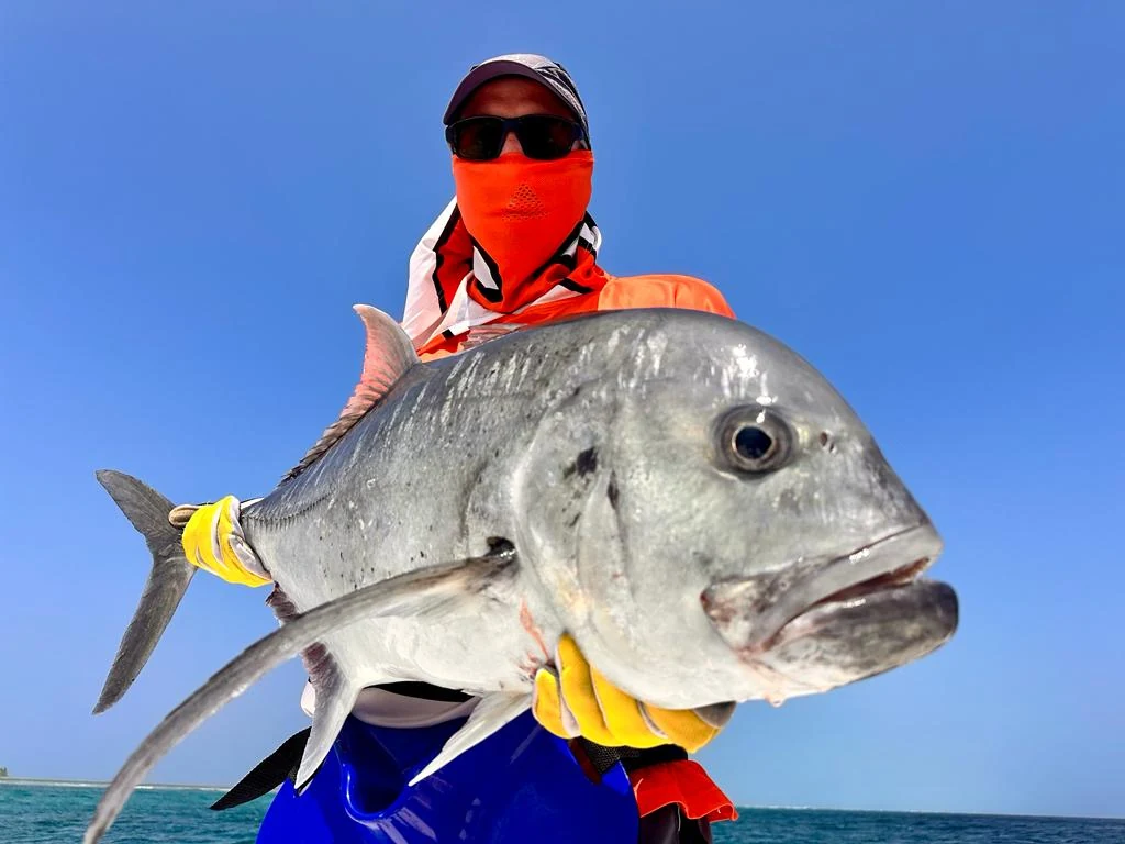Schöner Giant Trevally von den Malediven