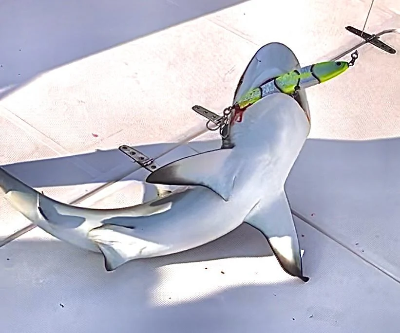 Hai frisst Stickbait