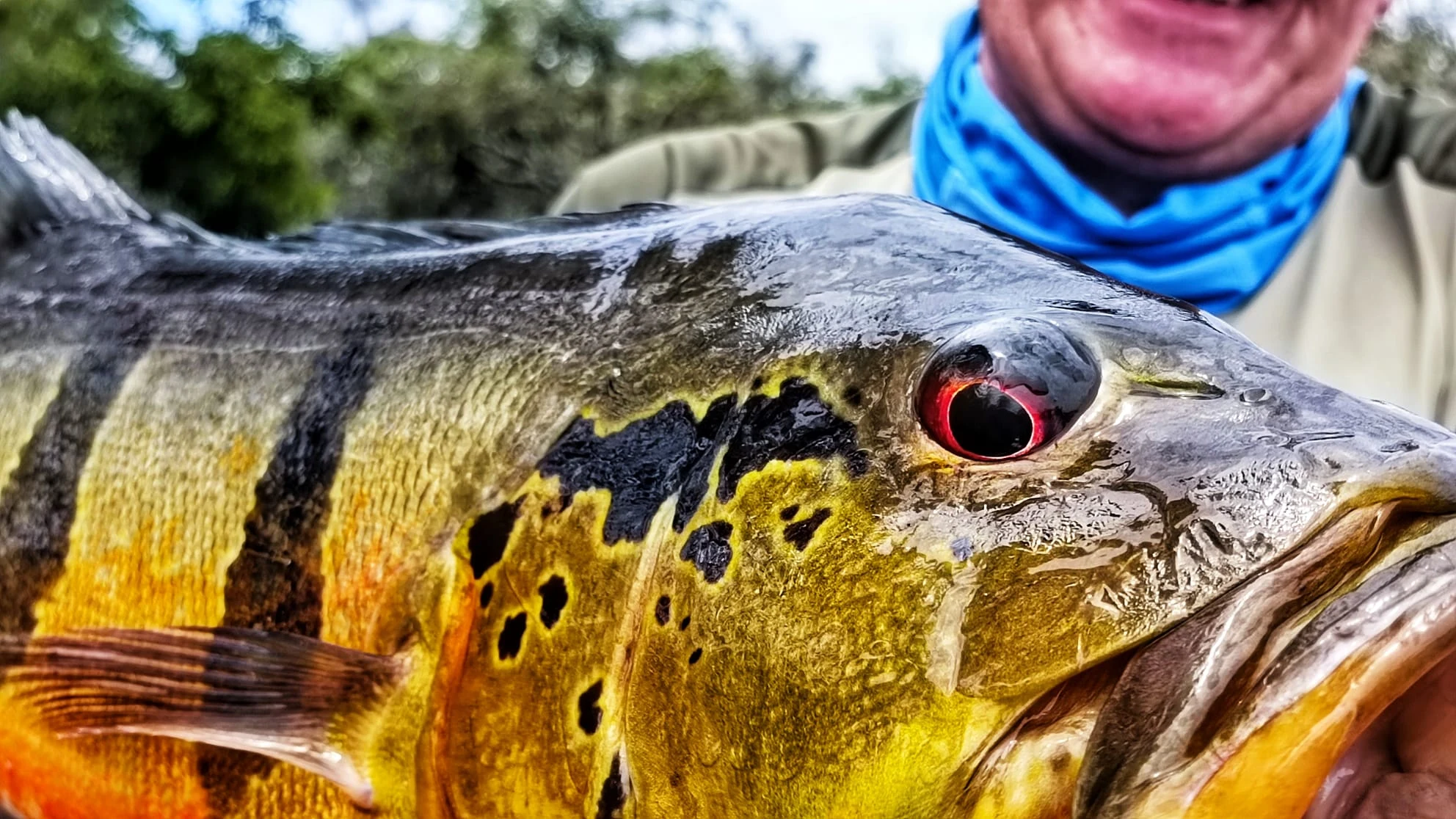Christian Peacock 6