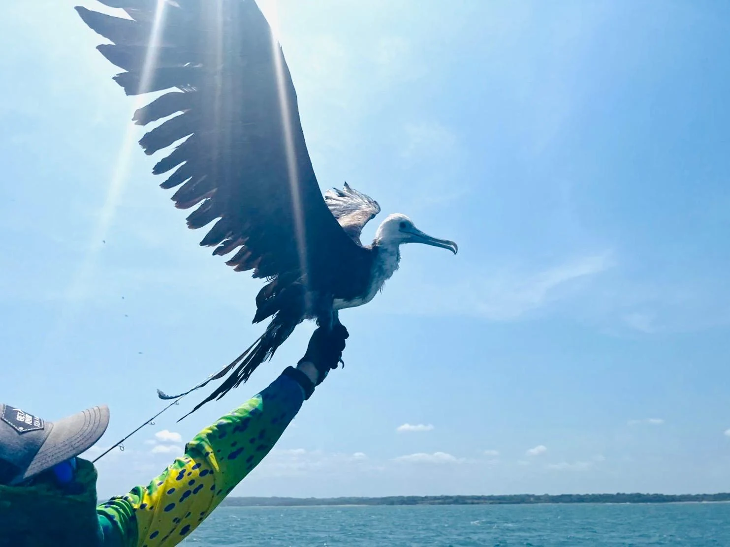 Panama Fregattvogel