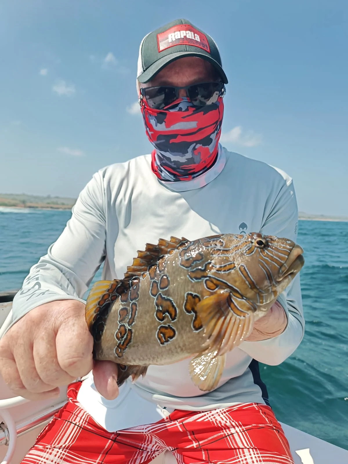 Panama Hawkfish