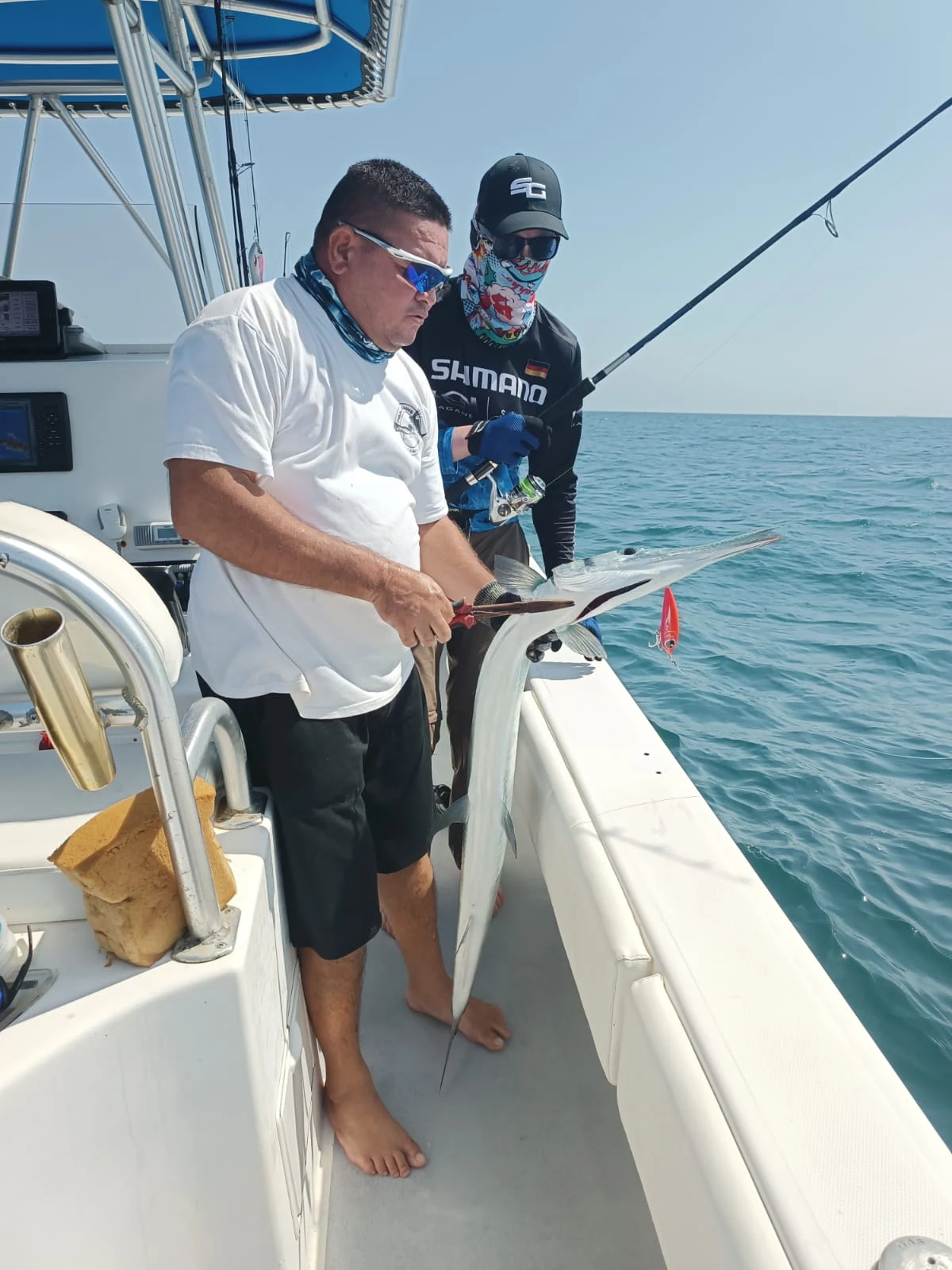 Panama Needlefish