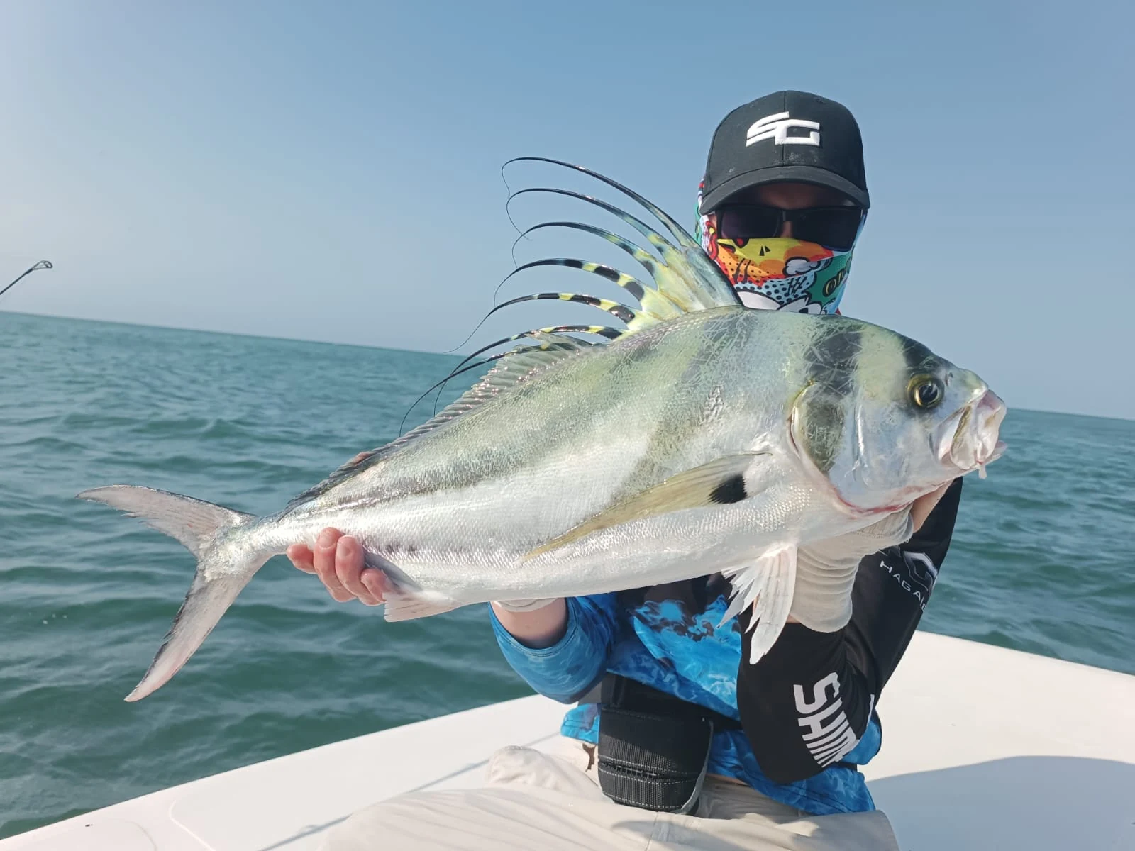 Panama Rooster 5