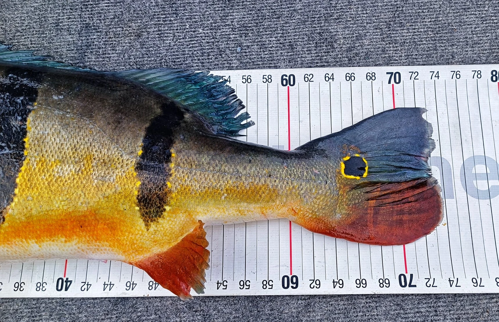 Peackock auf dem Masband 2