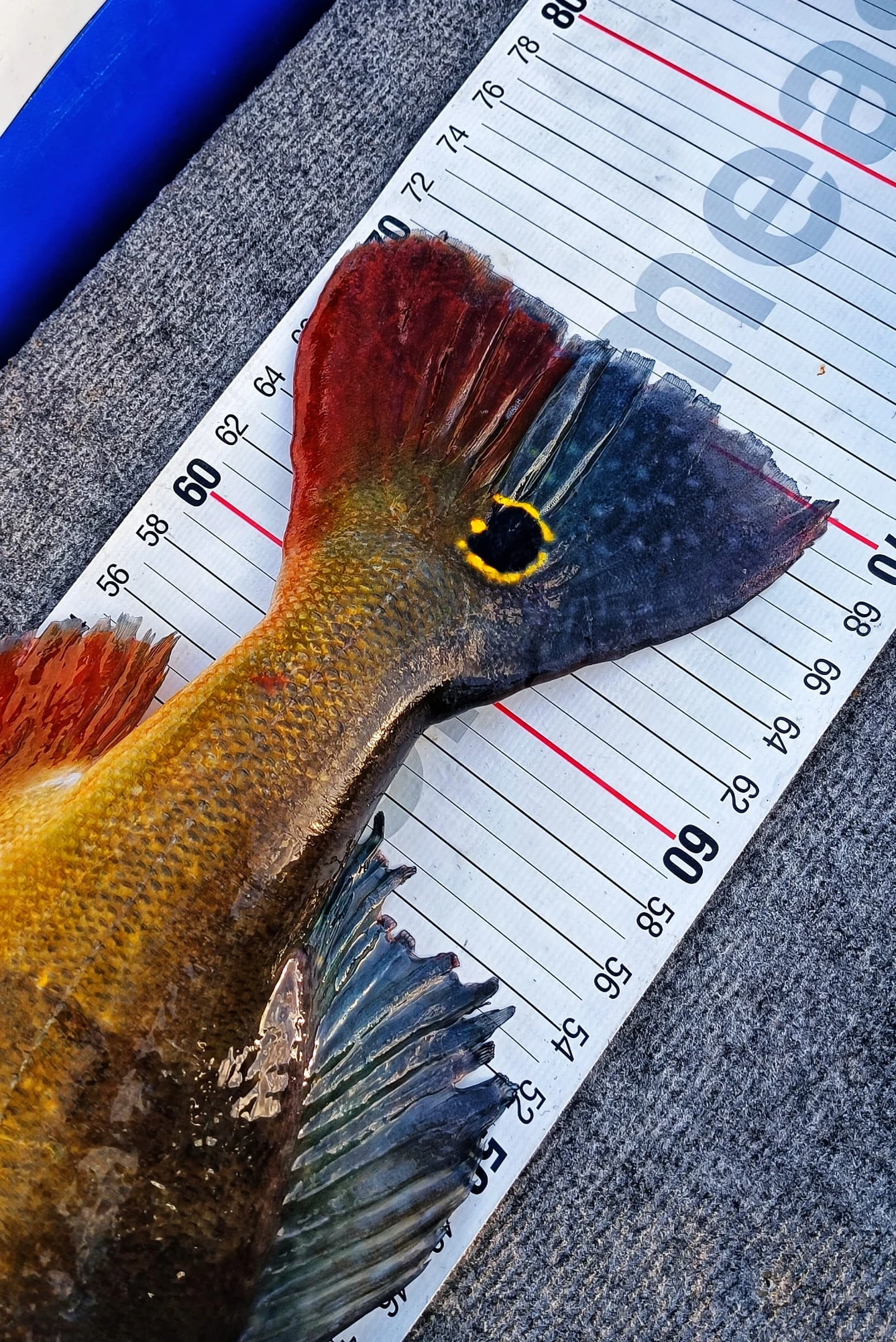 Peackock auf dem Masband