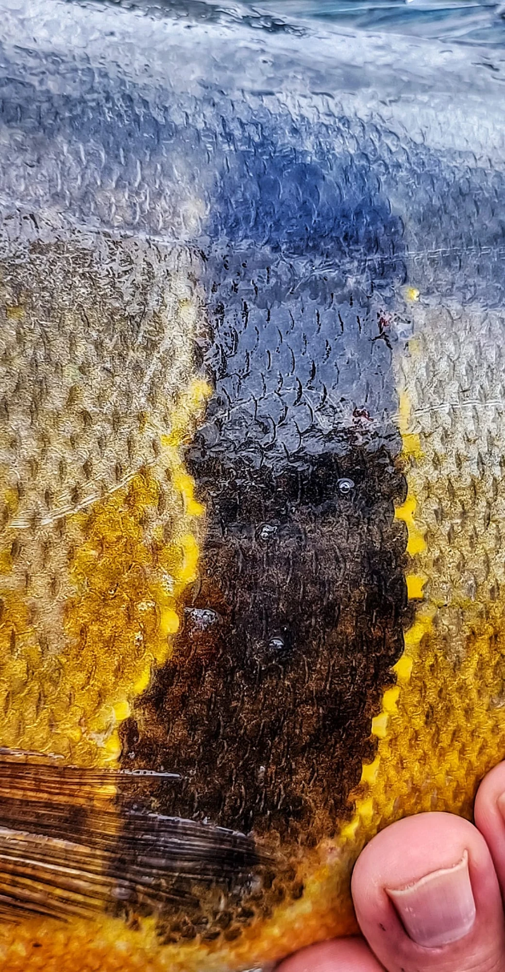 Peacock Details 2