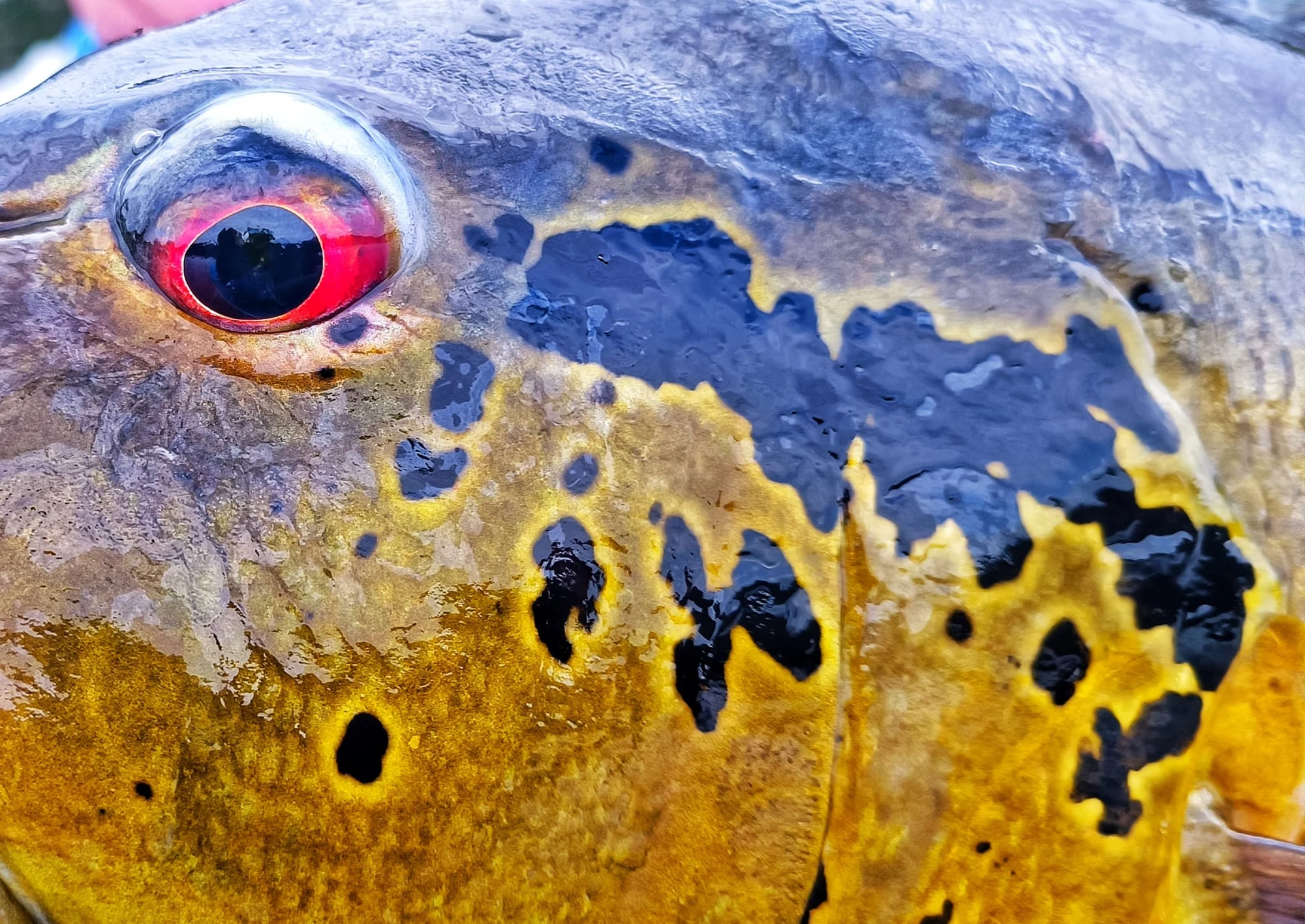 Peacock Details 3