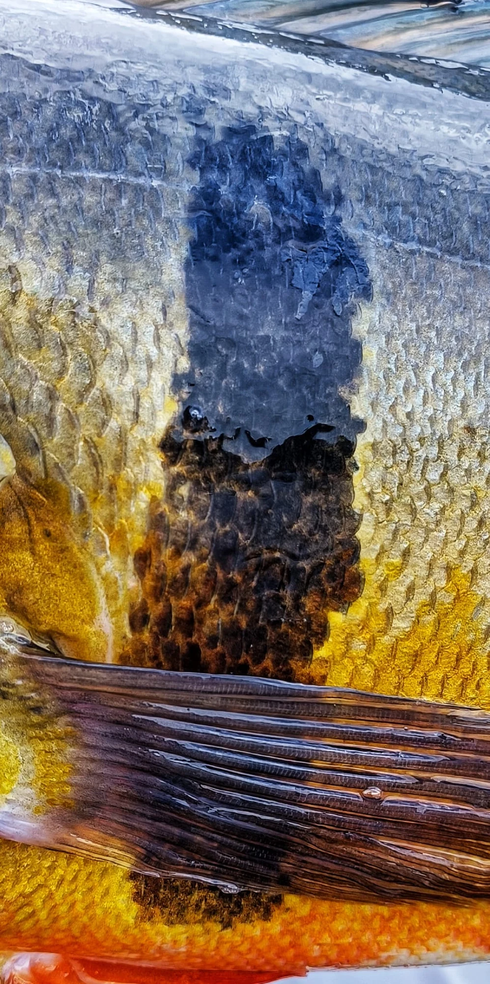 Peacock Details