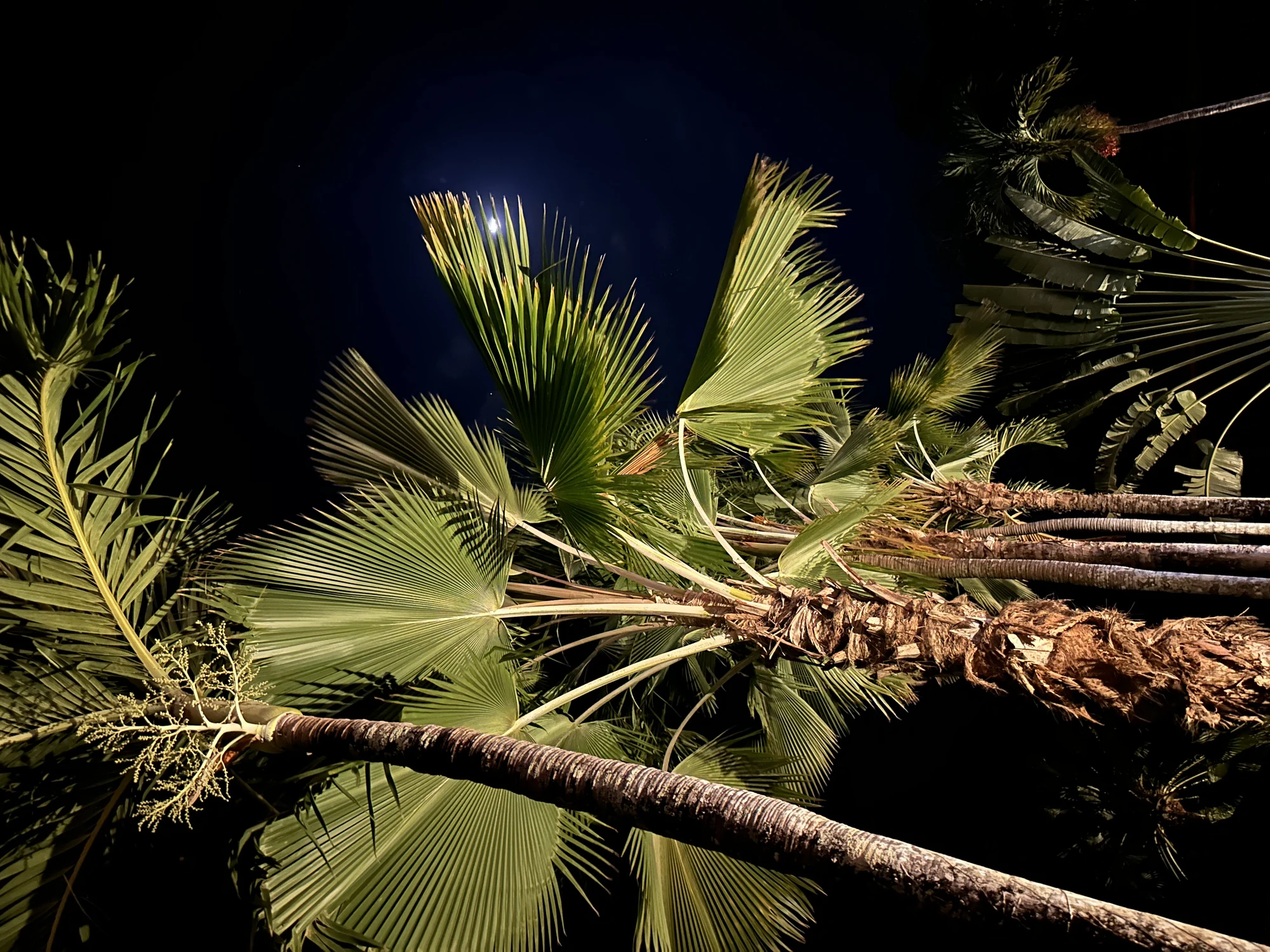 image00047