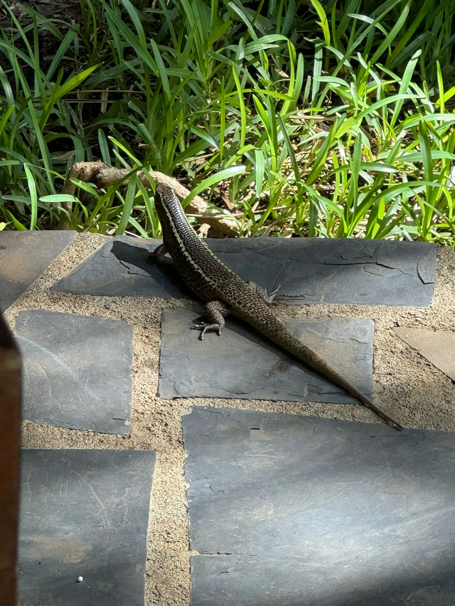 Madagaskar 8