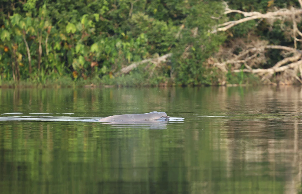 ecuador arapaima 100