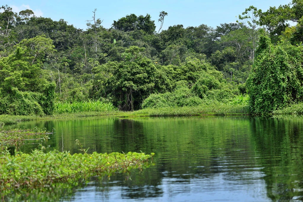 ecuador arapaima 120