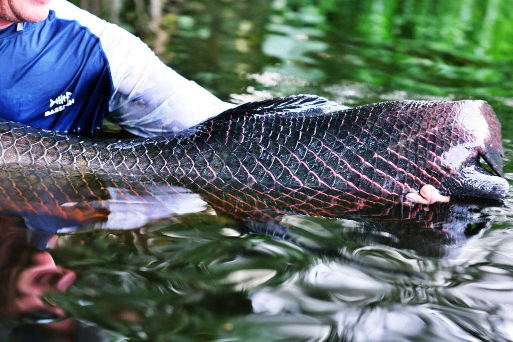 ecuador arapaima 128