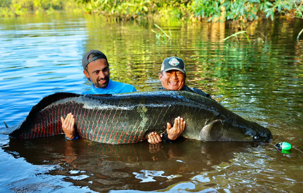 ecuador arapaima 15