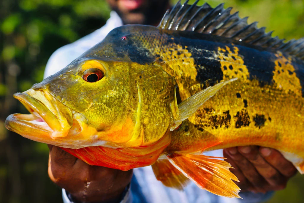 Ecuador peacock bass