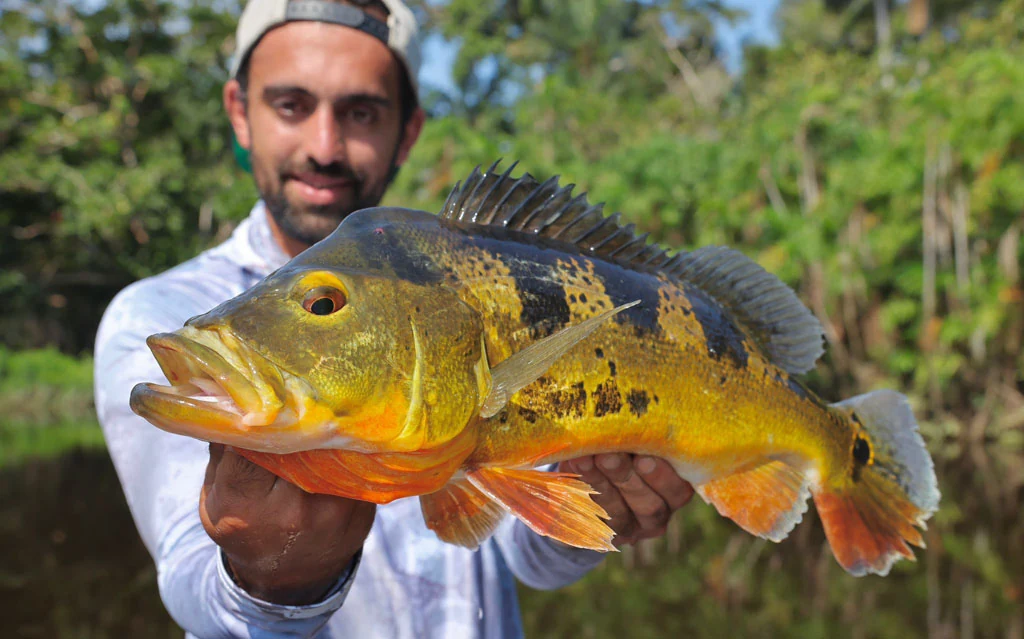 Ecuador peacock bass