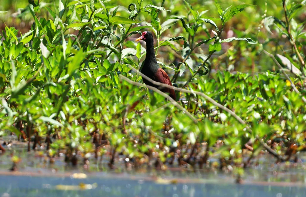 ecuador arapaima 213