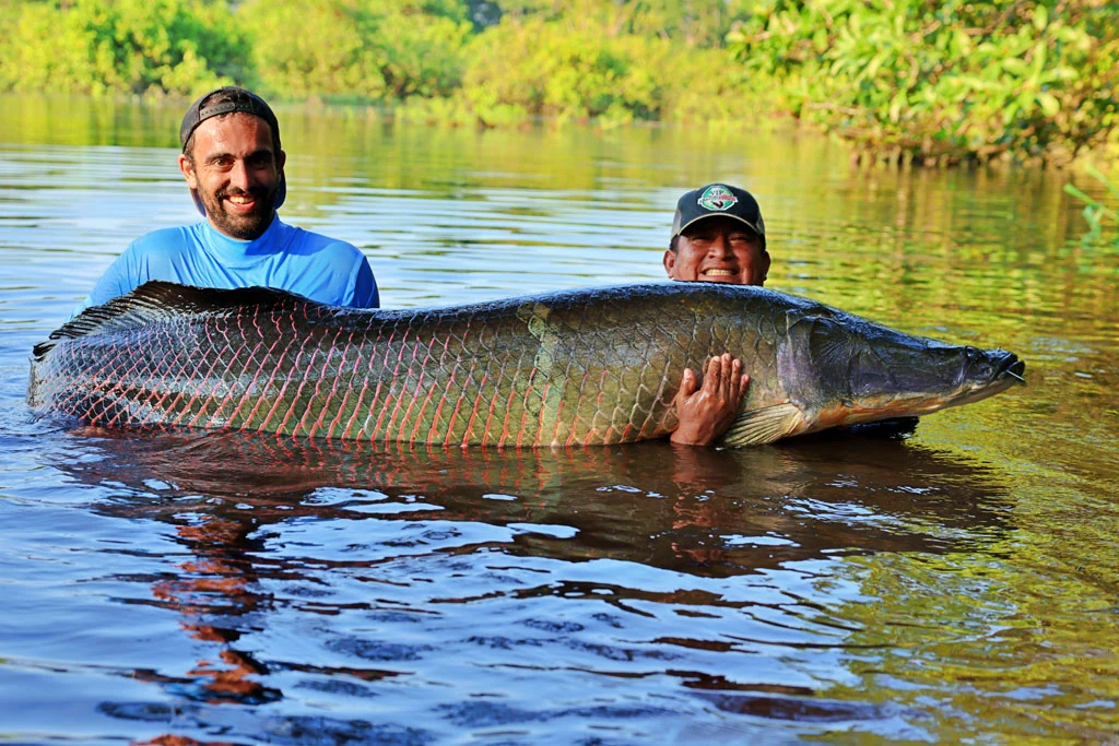 ecuador arapaima 230
