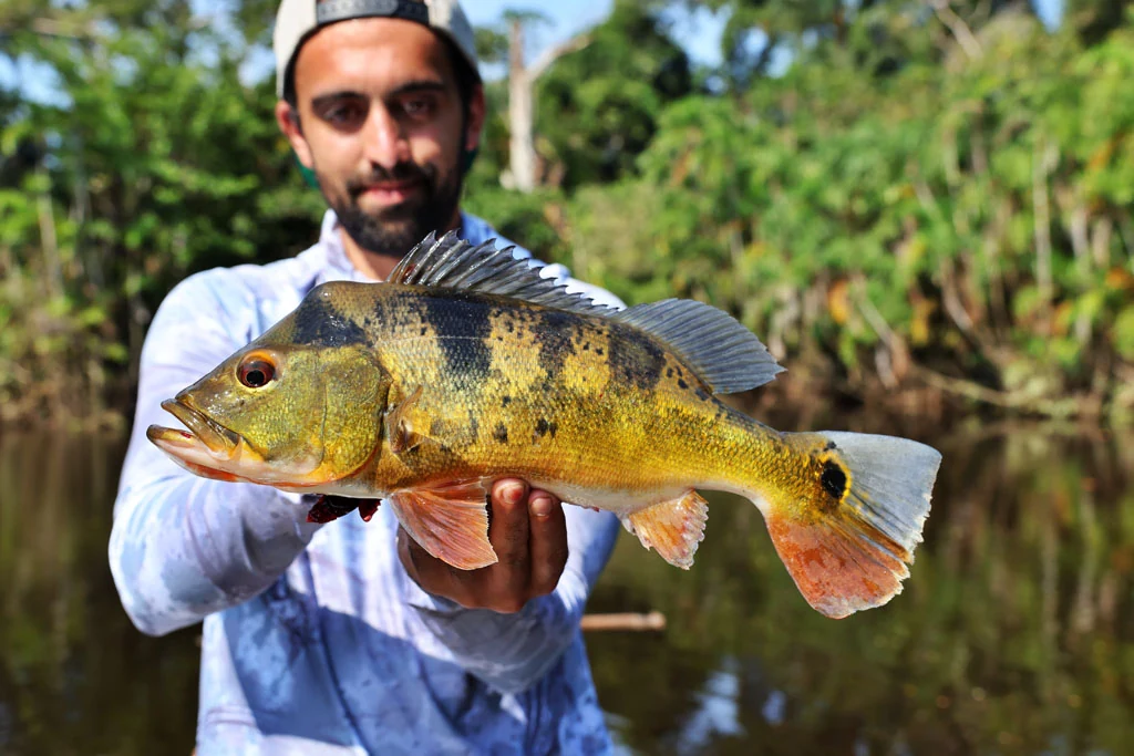 Ecuador peacock bass