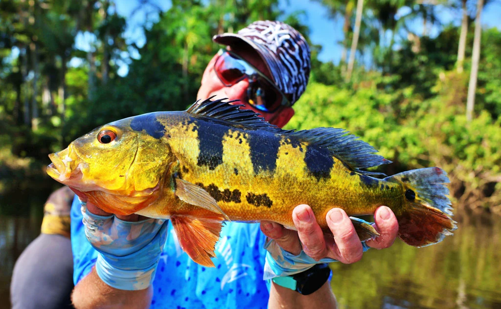 Ecuador peacock bass