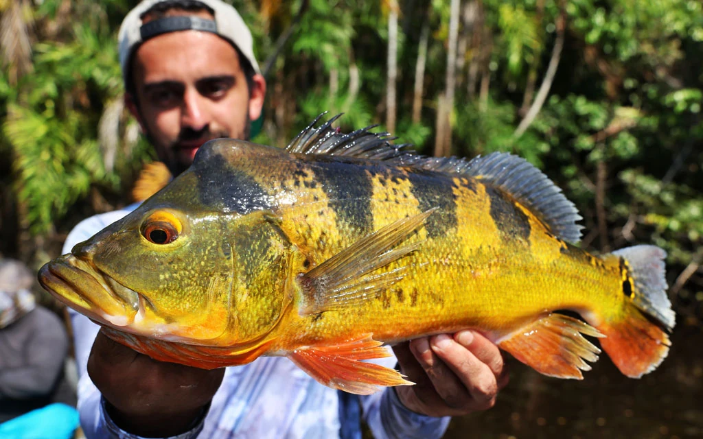 Ecuador peacock bass