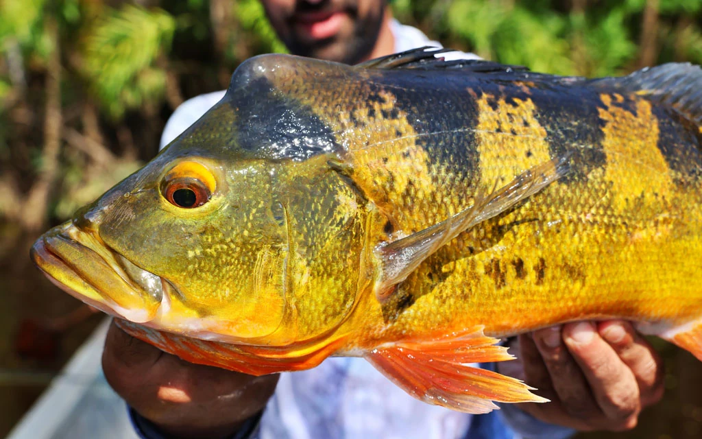 Ecuador peacock bass