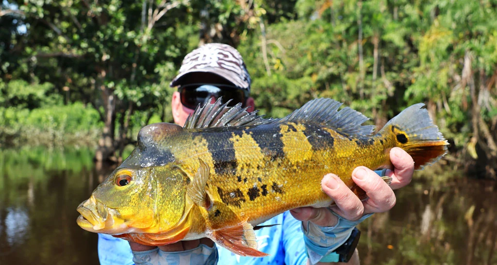 Ecuador peacock bass