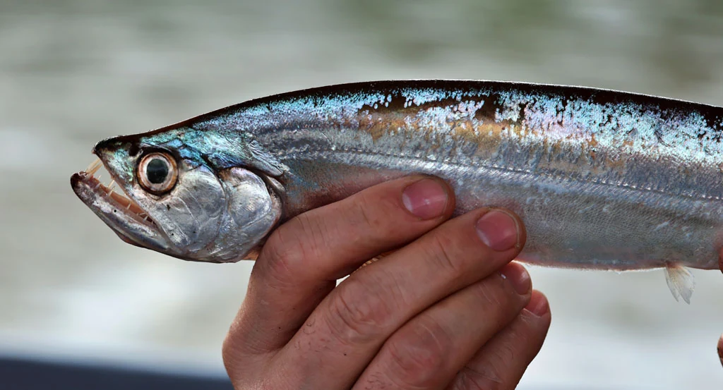 ecuador arapaima 62