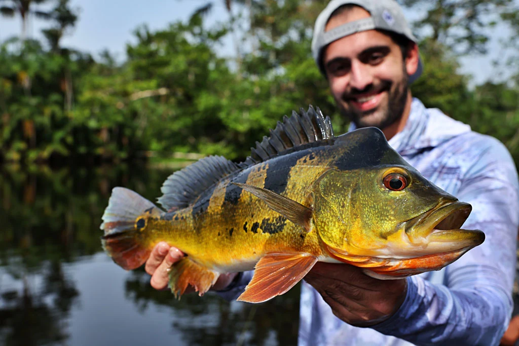 Ecuador peacock bass