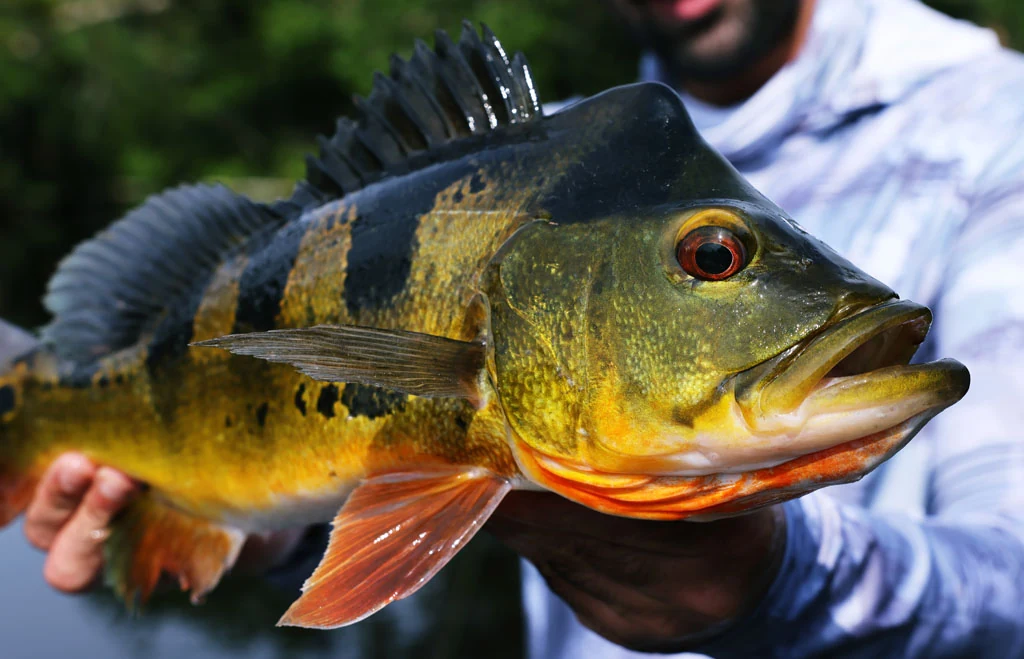 Ecuador peacock bass