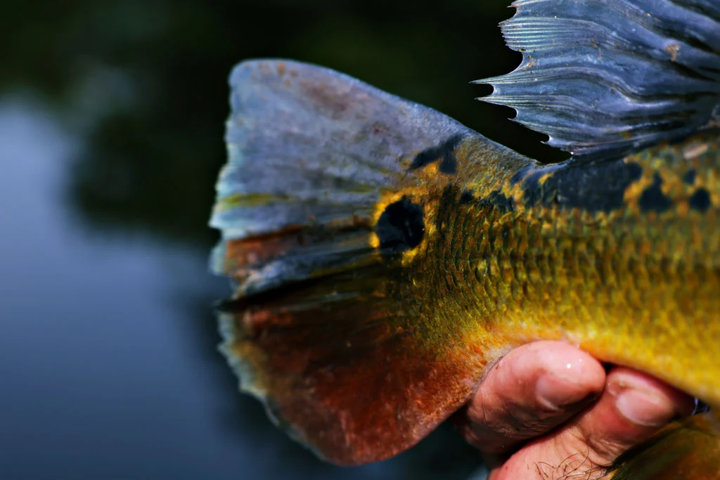 Ecuador peacock bass