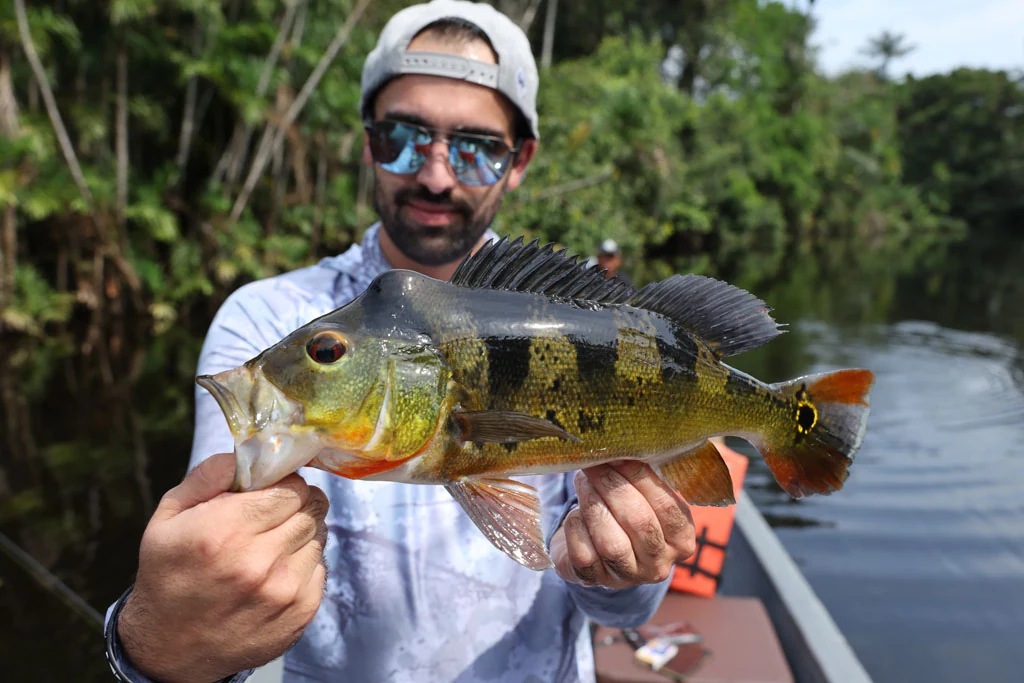 Ecuador peacock bass